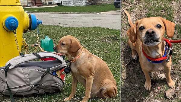 Dog found abandoned with heartbreaking note