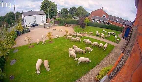 Door camera captures hilarious moment 50 sheep storm man's garden