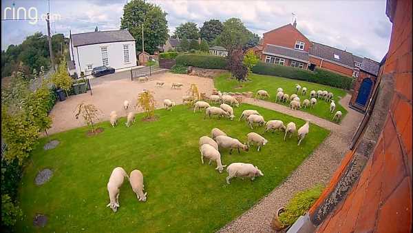 Door camera captures hilarious moment 50 sheep storm man's garden