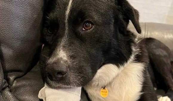 Family dog save teenage boy from STROKE that could have killed him