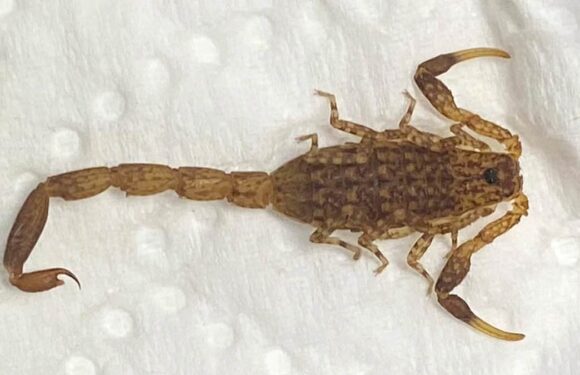 Family finds scorpion in kitchen after it hitched ride back from Kenya