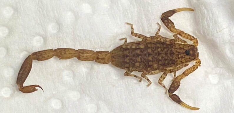 Family finds scorpion in kitchen after it hitched ride back from Kenya