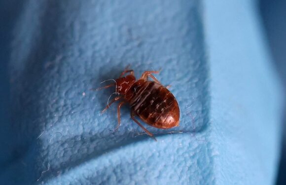 French intelligence: Bed bug panic in Paris stoked by Russian trolls