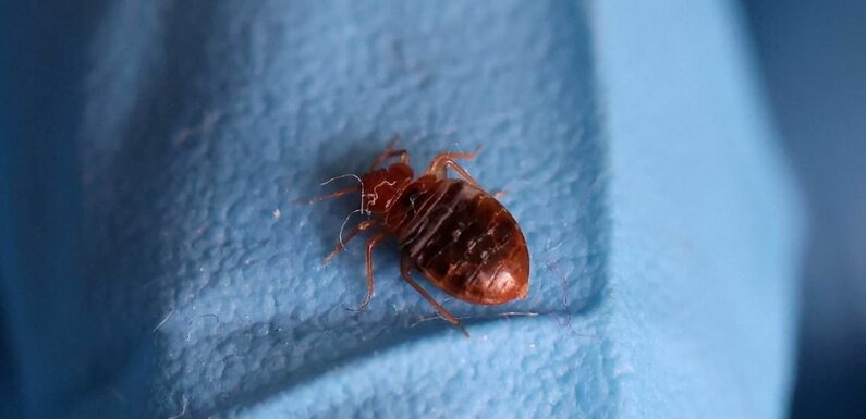 French intelligence: Bed bug panic in Paris stoked by Russian trolls