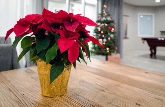 Gardening experts share urgent warning on toxic winter house plants that can harm your pets | The Sun