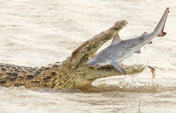 Gigantic crocodile swallows shark in one bite in terrifying scene