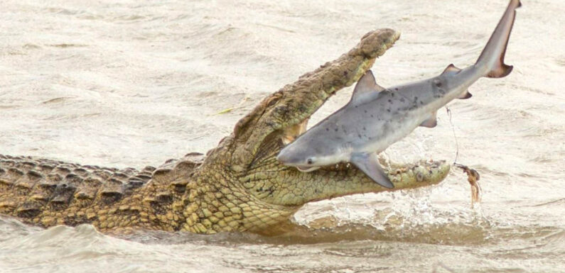 Gigantic crocodile swallows shark in one bite in terrifying scene
