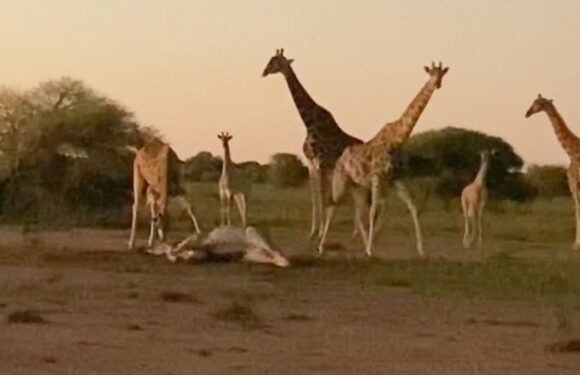 Heartbreaking moment giraffes hold 'funeral' to mourn