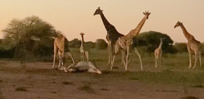 Heartbreaking moment giraffes hold 'funeral' to mourn