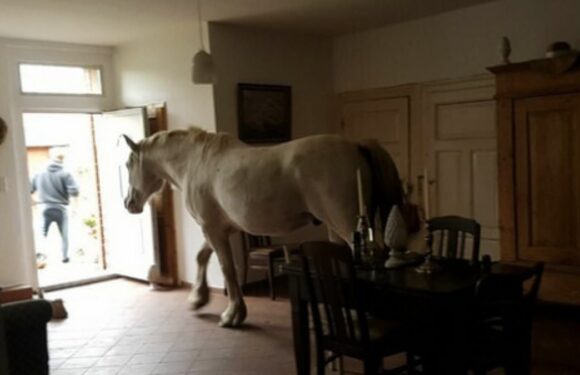 Hilarious collection reveals terrible estate agent photos