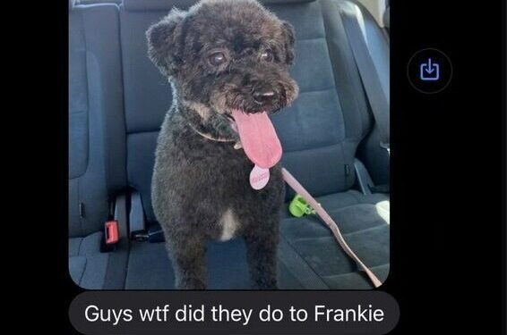 I took my dog to the groomers and thought she'd had a dodgy cut – turns out I'd made an epic error | The Sun