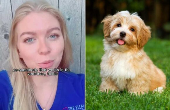 I work at a vets…the five dog breeds I would own including the ‘floofy, goofy’ loveable giant | The Sun