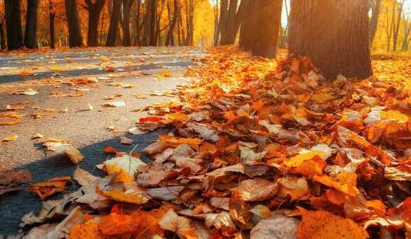I'm a gardening expert – here's why raking leaves is a waste of time