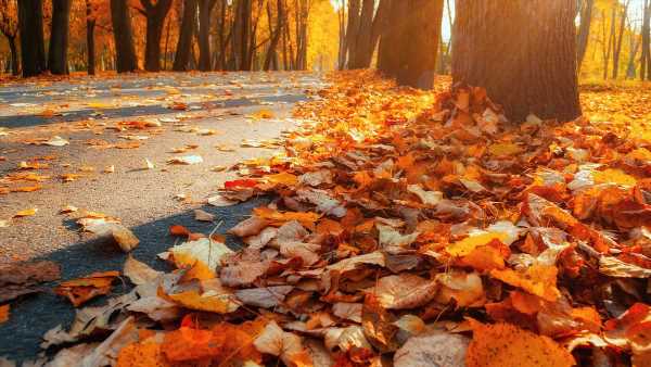 I'm a gardening expert – here's why raking leaves is a waste of time
