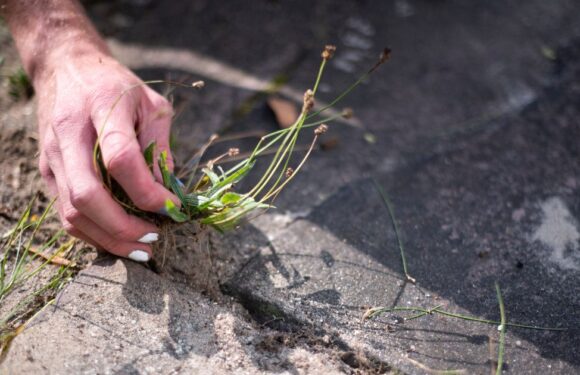 ‘I’m a gardening expert, this 29p DIY weed killer will clear your patio’