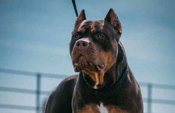 Interactive map shows every death by dangerous dogs in the UK