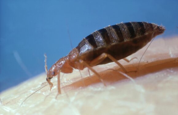 I'm a pest control pro – banish bed bugs & their eggs using 11p B&M toiletry essential which takes seconds to use | The Sun