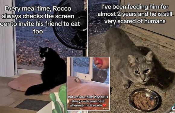 Kind-hearted cat called Rocco invites local stray to share his dinner