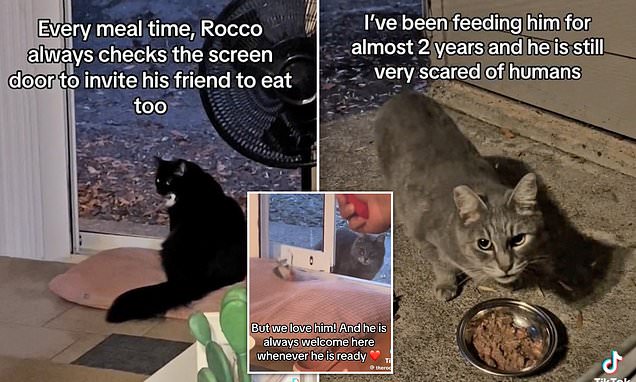Kind-hearted cat called Rocco invites local stray to share his dinner