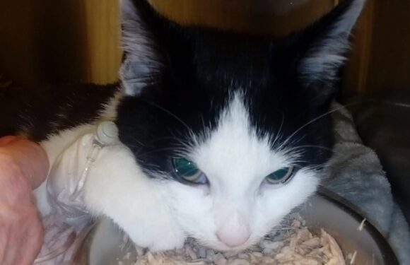 Kitten dies after being thrown from moving car window