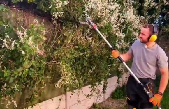 Man sick of neighbour’s overhanging bush cuts it down and lobs it back over fence – but was he actually in the right? | The Sun