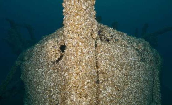 Mystery ship that vanished with its crew found entombed in alien species