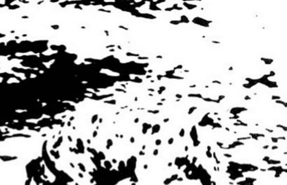 Only people with ‘super vision’ can find hidden animal in optical illusion