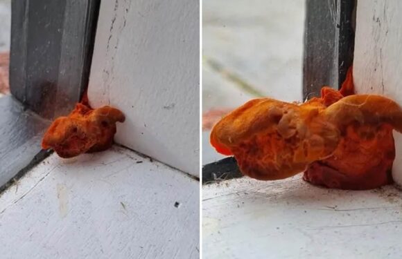 Renter freaks out over strange orange object she found at home