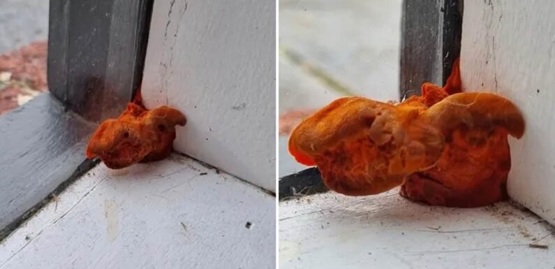 Renter freaks out over strange orange object she found at home