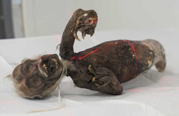 Secrets of eerie 'mermaid mummy' to be REVEALED as scientists probe hybrid beast that looks part fish, monkey & reptile | The Sun