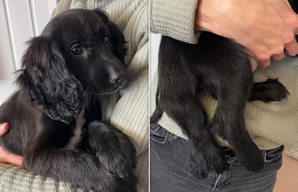 Six-legged puppy is found abandoned in car park