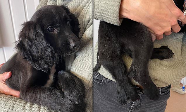 Six-legged puppy is found abandoned in car park
