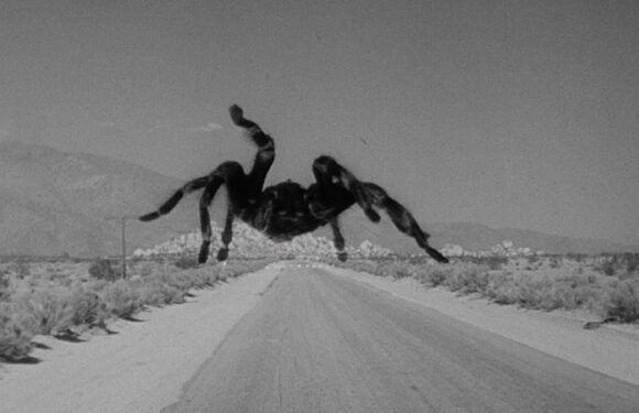 Terrified of spiders? Let me change your mind