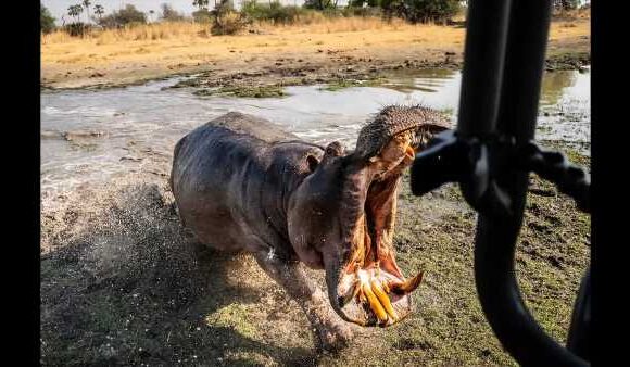 Terrifying moment angry hippo charges at and attacks safari truck