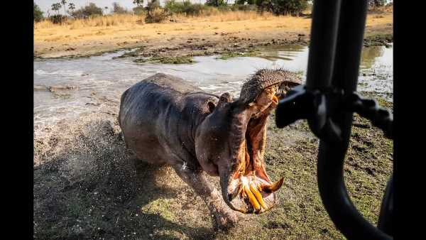 Terrifying moment angry hippo charges at and attacks safari truck