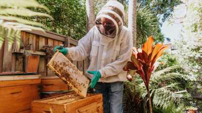 Thousands have taken up urban beekeeping. The reaction from neighbours is not always sweet