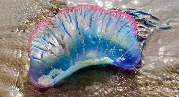 UK beachgoers warned of ‘fearsome predator’ that ‘looks so pretty’ but can killl