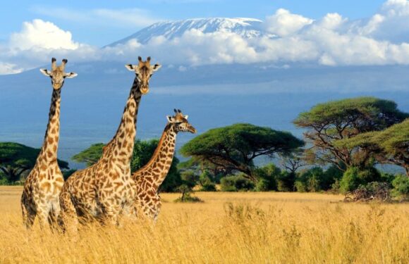 US Customs officials seize giraffe faeces at airport