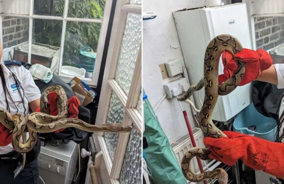 Urgent warning as 5ft python is found inside a woman's home as number of UK snake escapes rise | The Sun
