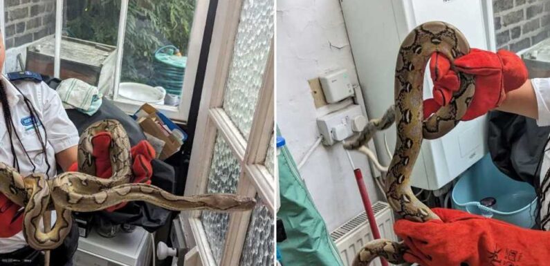 Urgent warning as 5ft python is found inside a woman's home as number of UK snake escapes rise | The Sun