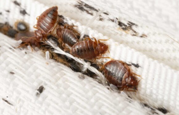 What do bedbugs look like? How to tell if you have spotted one | The Sun