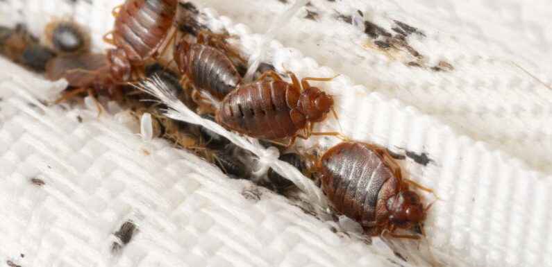 What do bedbugs look like? How to tell if you have spotted one | The Sun