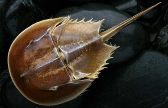 What is horseshoe crab blood used for? | The Sun
