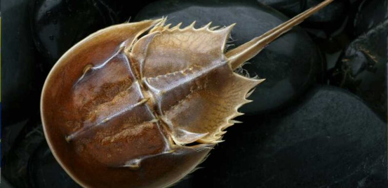 What is horseshoe crab blood used for? | The Sun