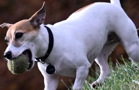 Why your dog's always there to welcome you home