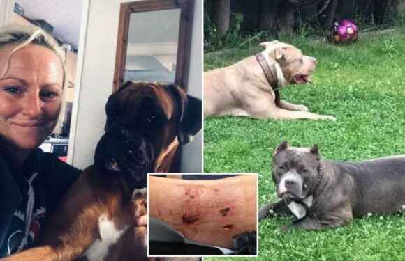 Woman mauled by two XL Bully dogs for SEVEN MINUTES during terrifying attack | The Sun