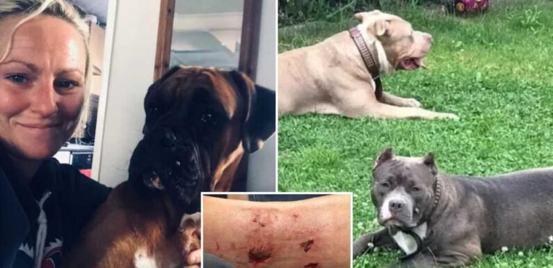 Woman mauled by two XL Bully dogs for SEVEN MINUTES during terrifying attack | The Sun