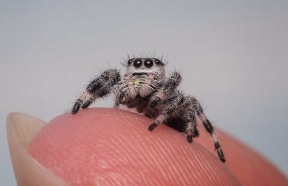 Woman rushes to urgent care after SPIDER was stuck in her ear