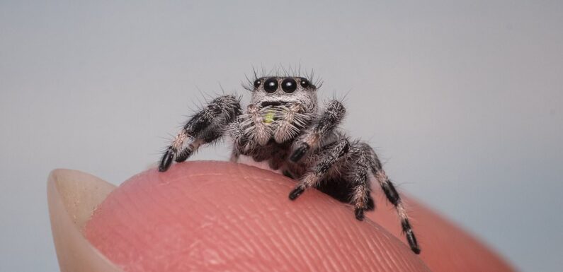 Woman rushes to urgent care after SPIDER was stuck in her ear