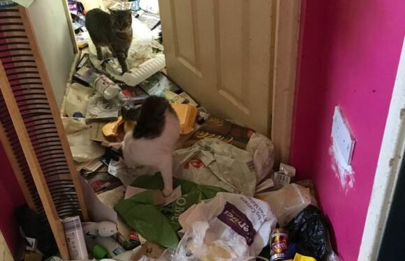 Woman with cats in 'disgusting environment' banned from keeping animal